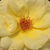 Žltá - Záhonová ruža - floribunda - Arthur Bell
